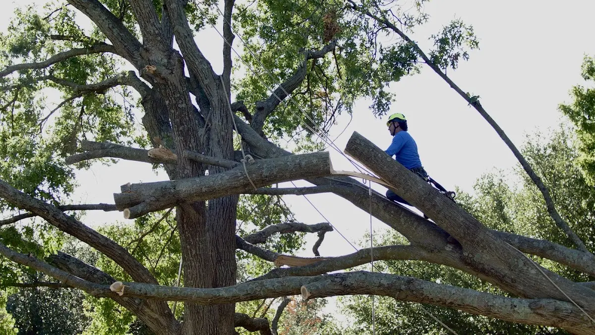 Professional Crown Thinning performed by certified arborists in Herrick Center