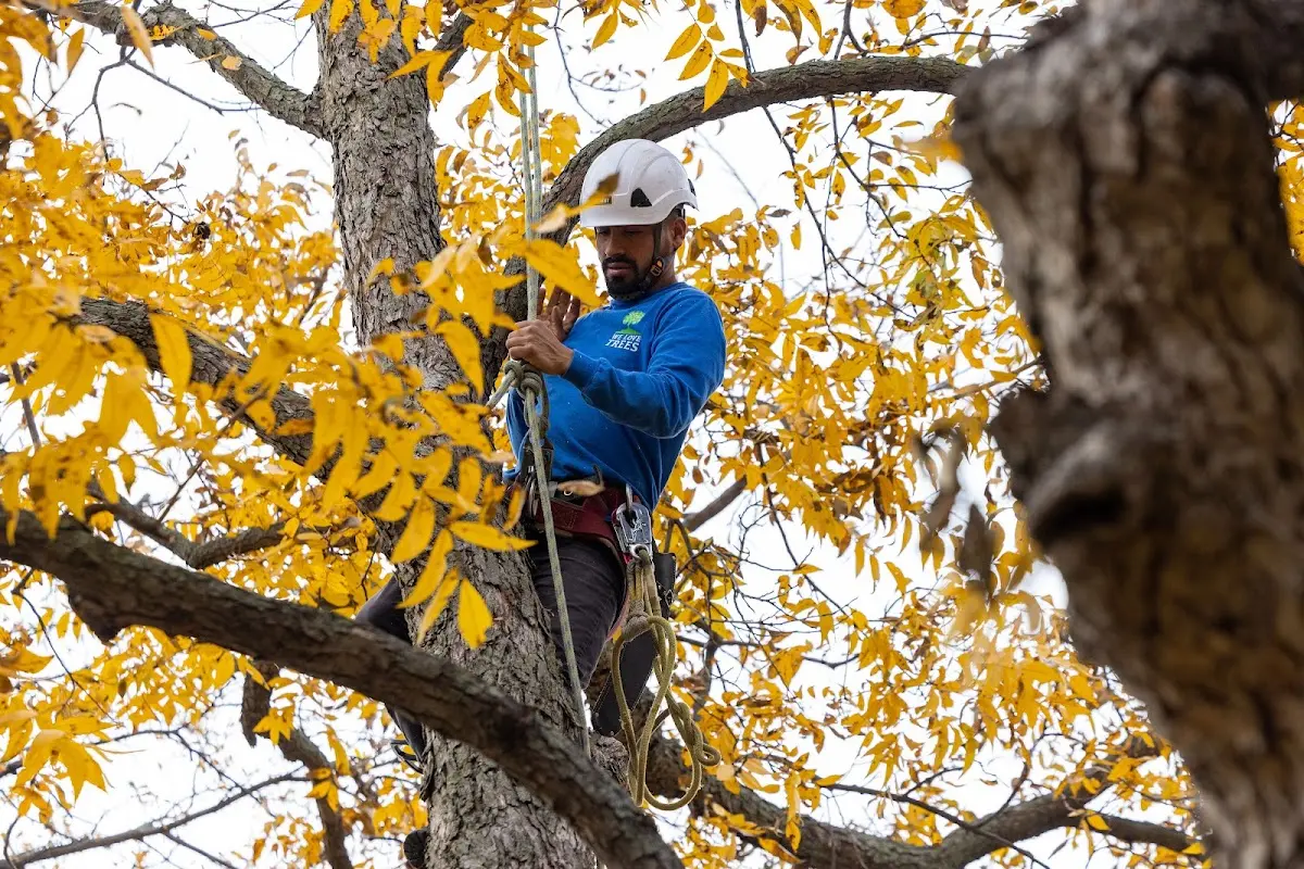 Skilled Tree Transplanting crew working in Herrick Center